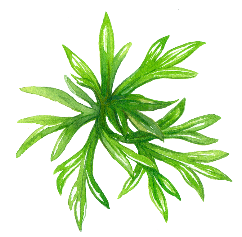 手绘卡通树叶花装饰素材