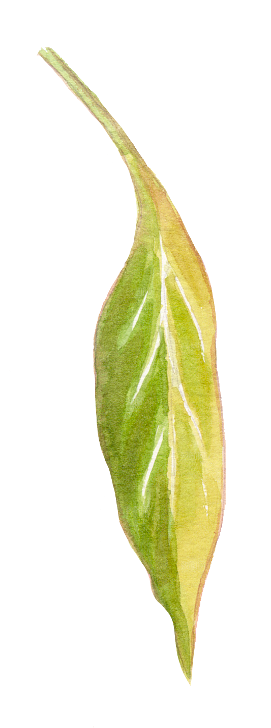 手绘卡通树叶花装饰素材