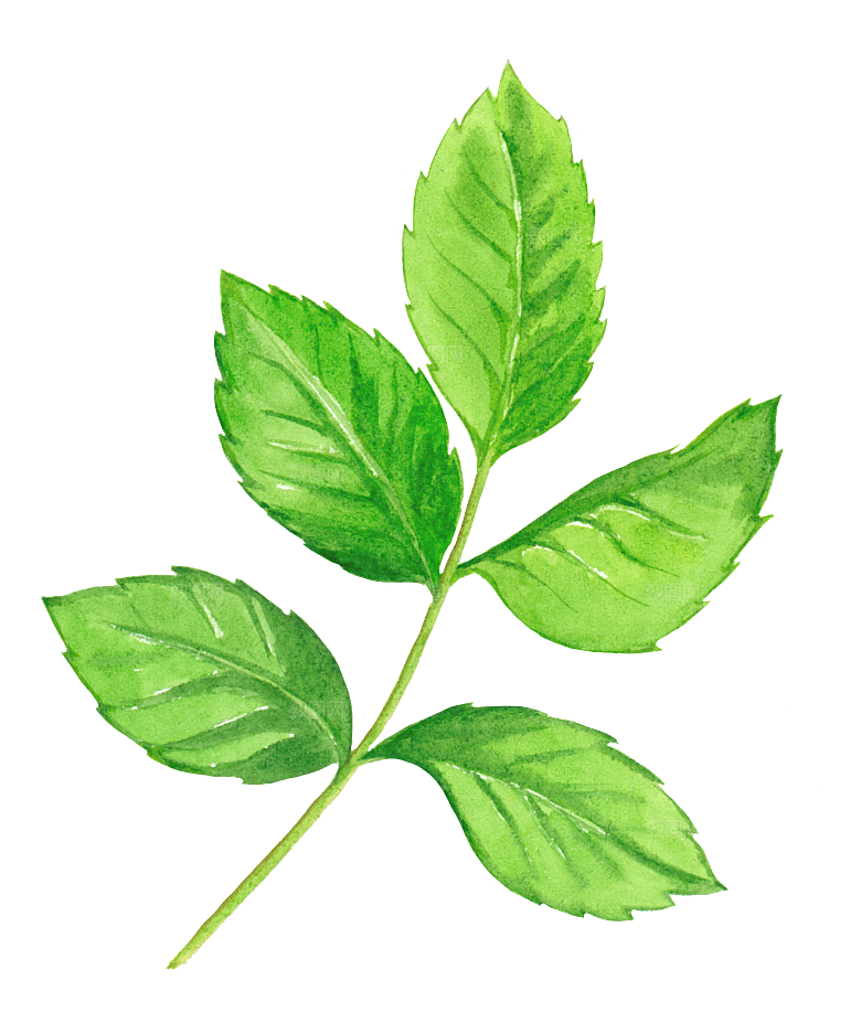 手绘卡通树叶花装饰素材