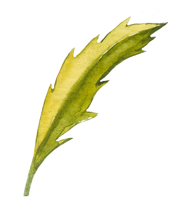 唯美小清新花卉树叶免扣元素