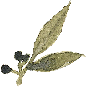 手绘卡通树叶花装饰素材