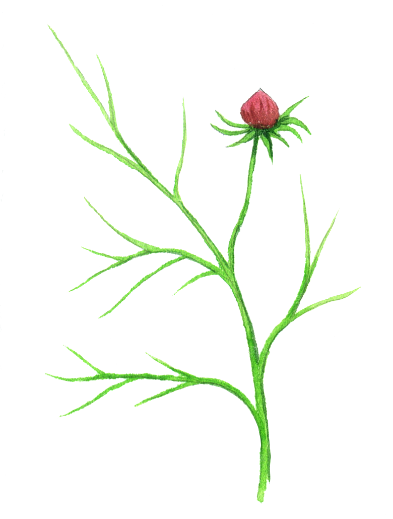 手绘卡通树叶花装饰素材