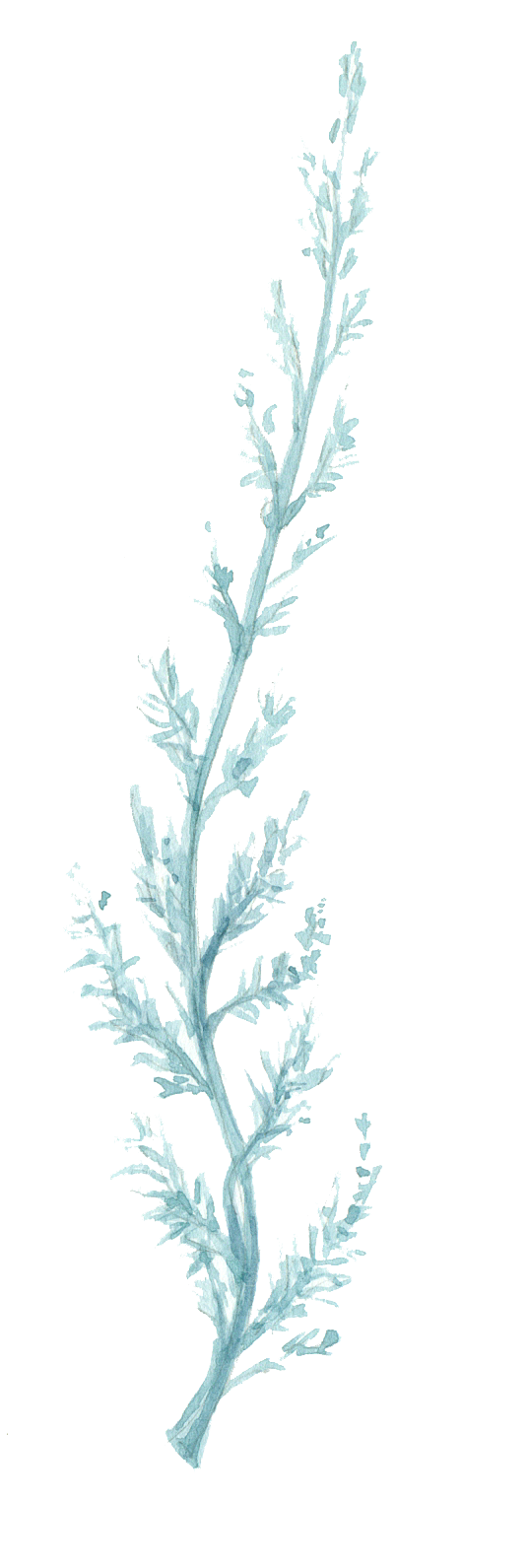 手绘卡通树叶花装饰素材