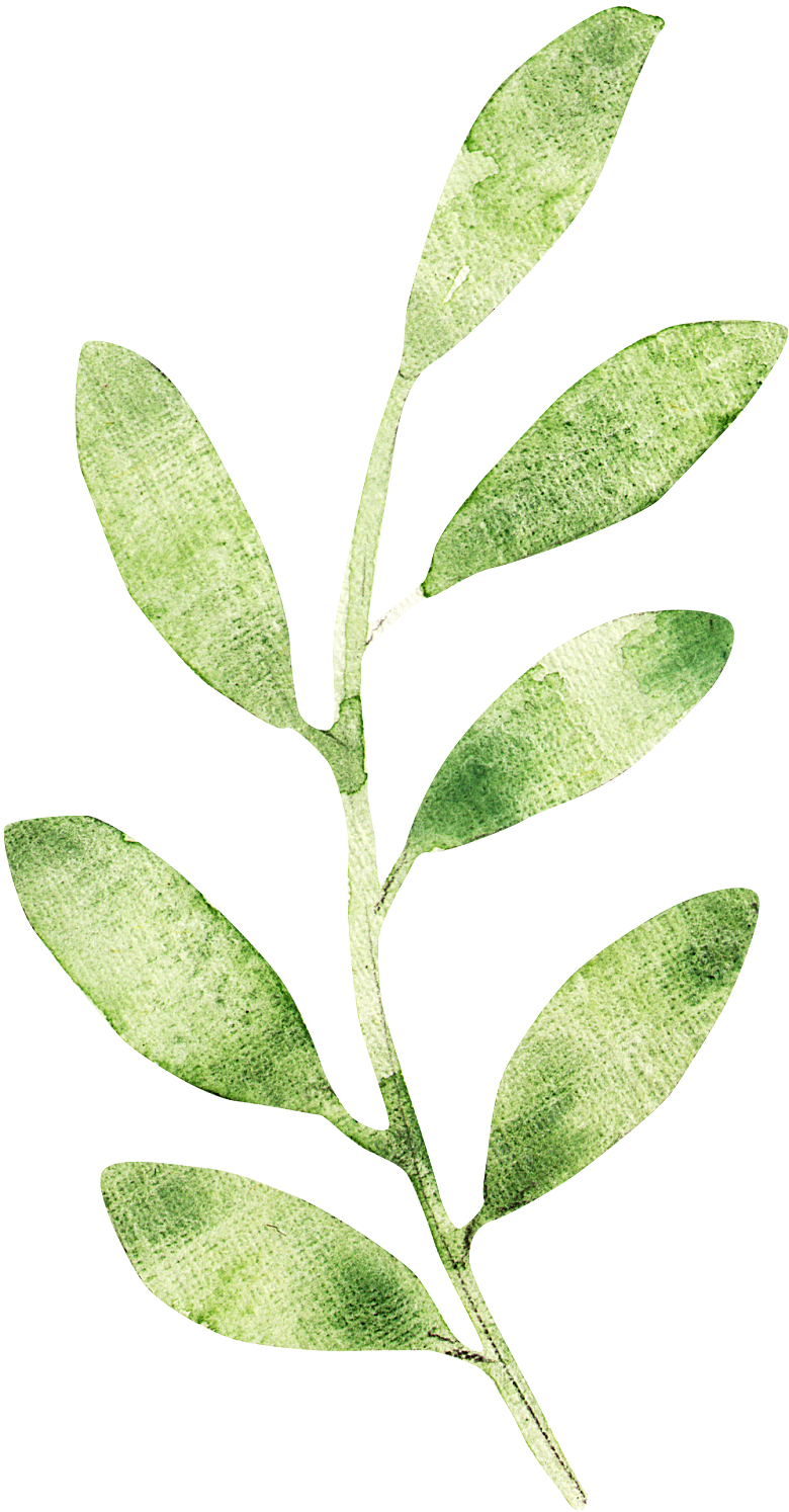 手绘卡通树叶花装饰素材