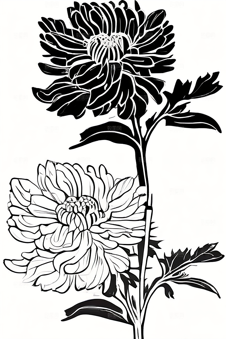 菊花线描艺术作品纯白背景