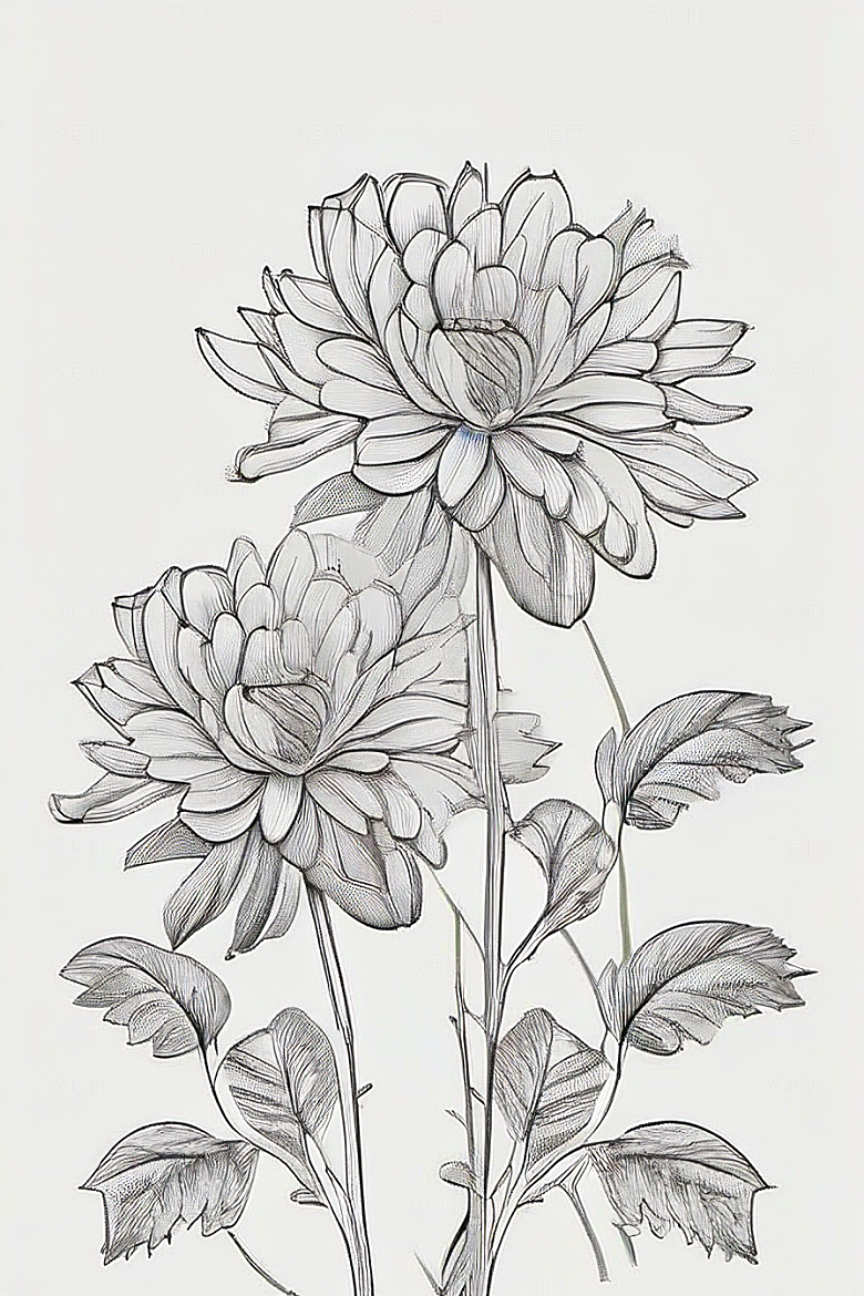 插画艺术纯白背景的孤立菊花