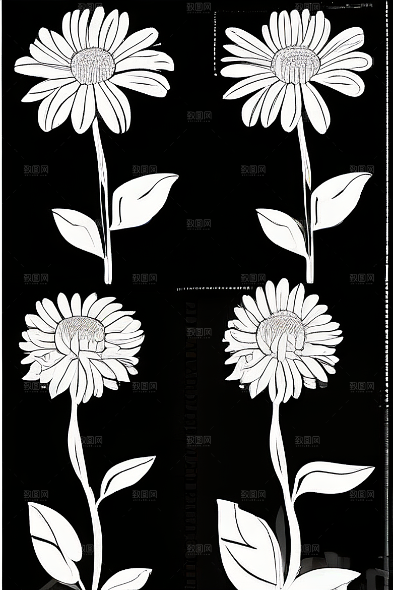 插画艺术纯白背景的孤立菊花