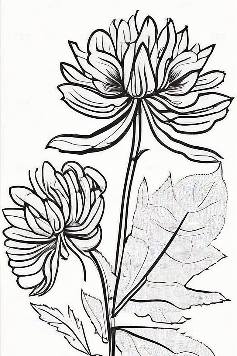 菊花线描作品细腻优雅的轮廓