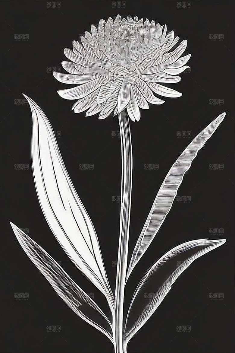 菊花线描作品细腻优雅的轮廓