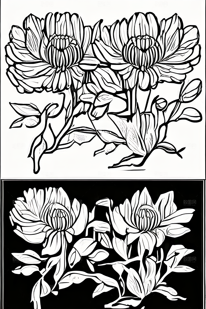 菊花线描作品细腻优雅的轮廓