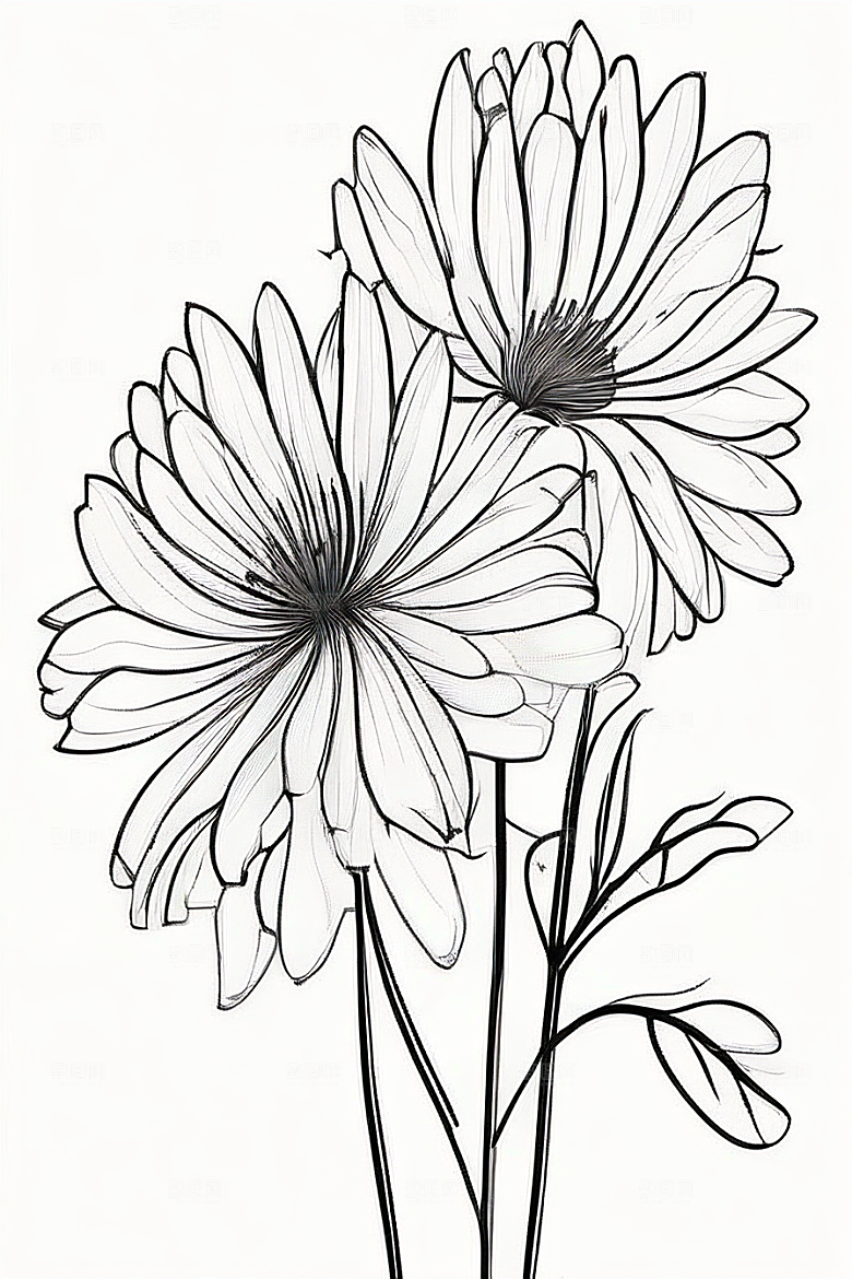菊花线描作品细腻优雅的轮廓