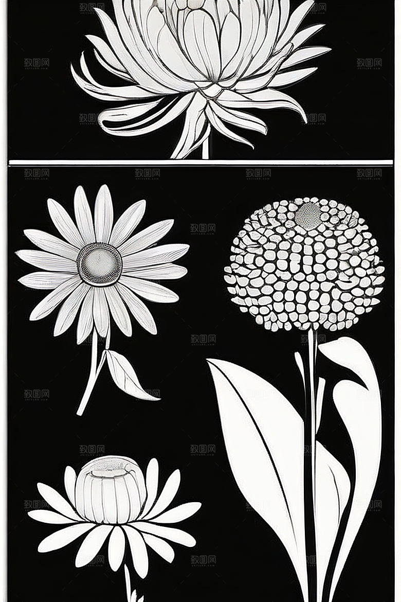 菊花线描作品细腻优雅的轮廓