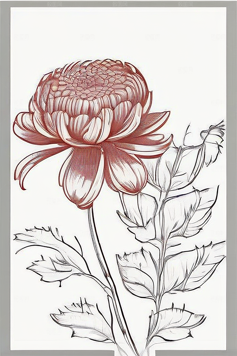 菊花线描作品细腻优雅的轮廓