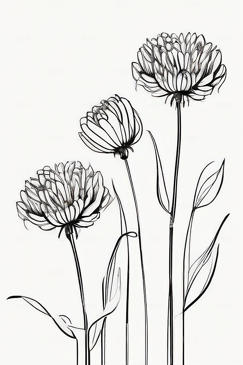 菊花线描作品细腻优雅的轮廓