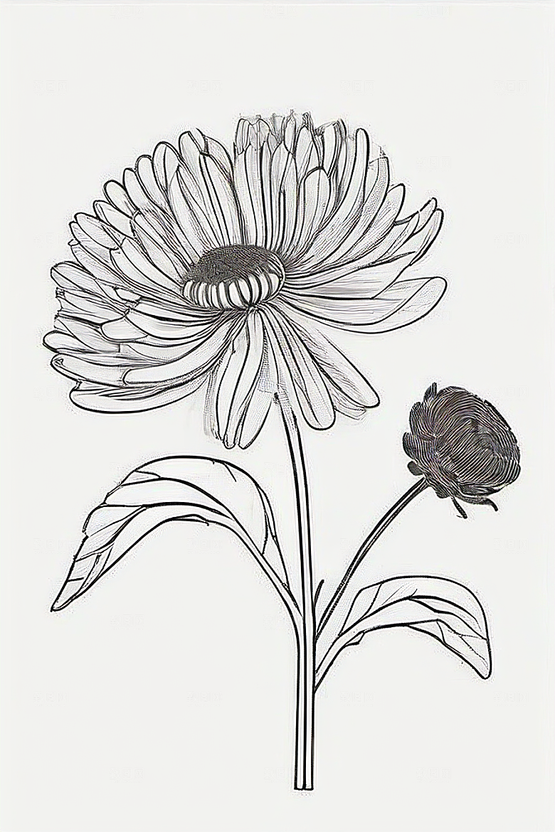 手绘植物插画纯白背景菊花