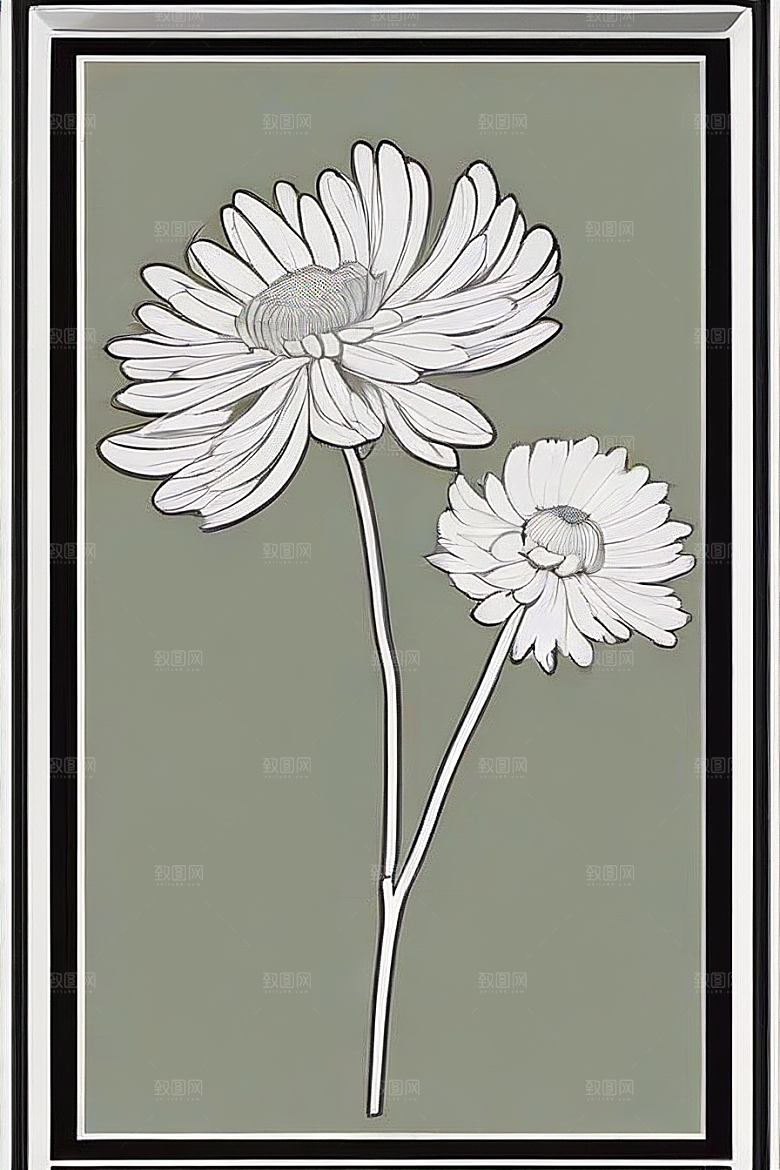 手绘植物插画纯白背景菊花