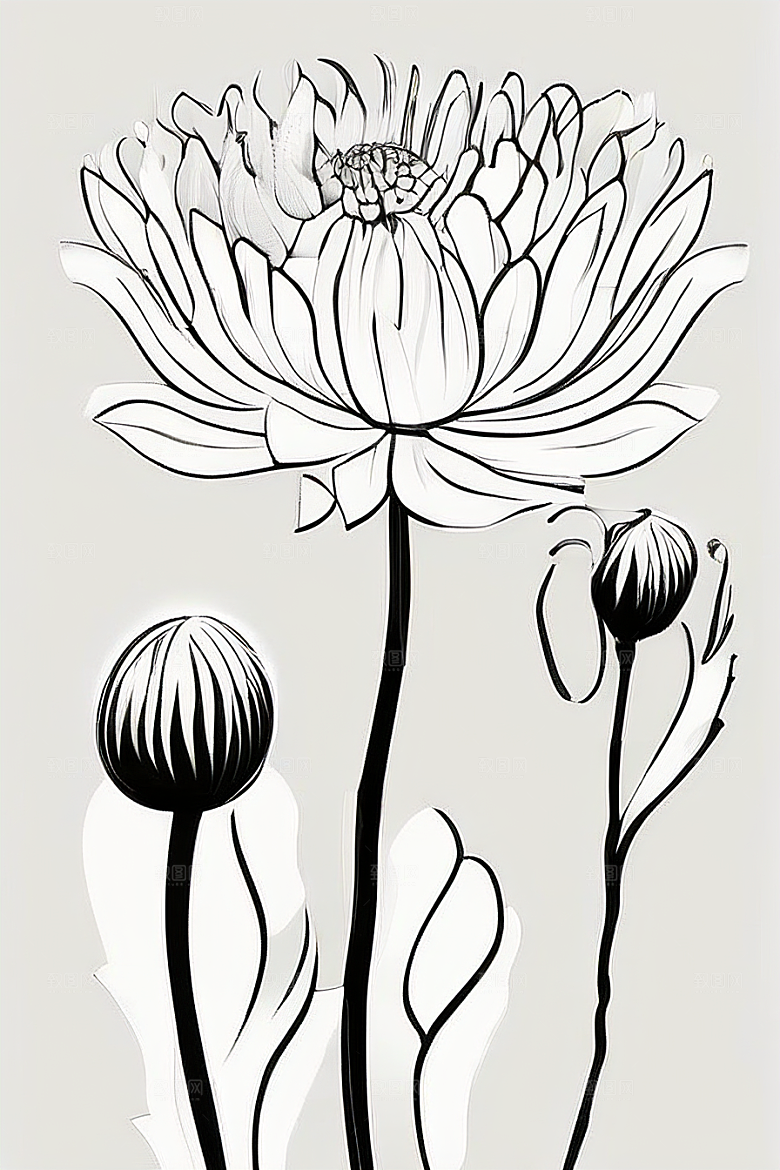 手绘植物插画纯白背景菊花