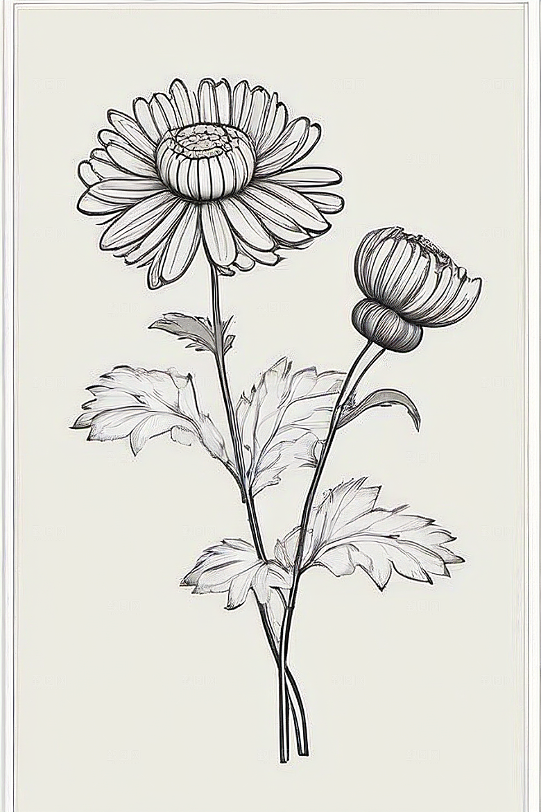 手绘植物插画纯白背景菊花