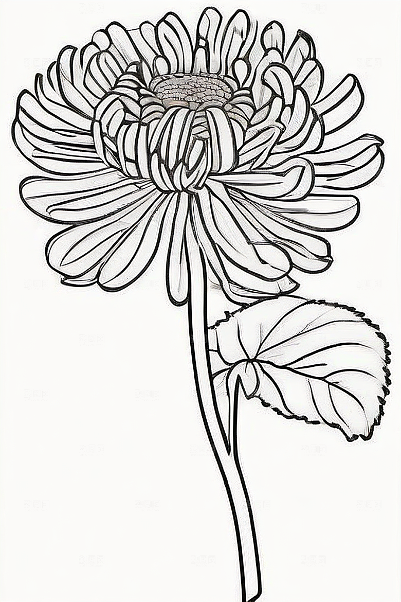 手绘植物插画纯白背景菊花