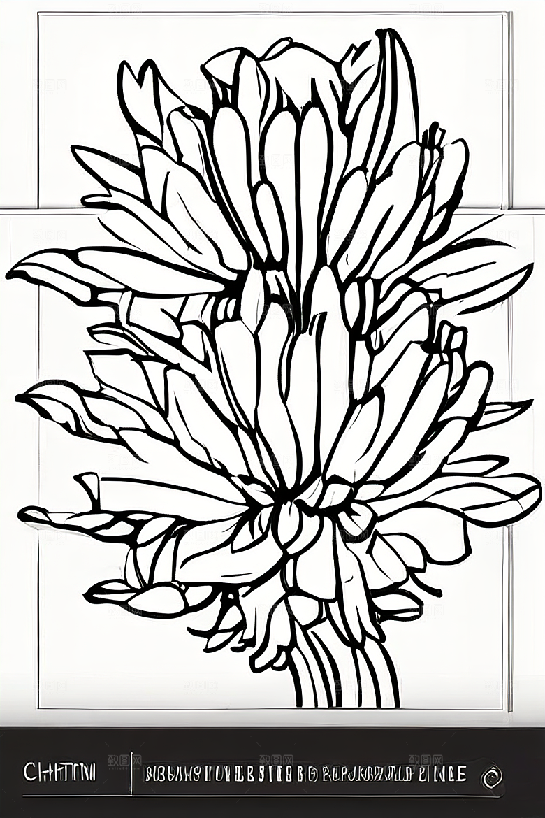 手绘植物插画纯白背景菊花