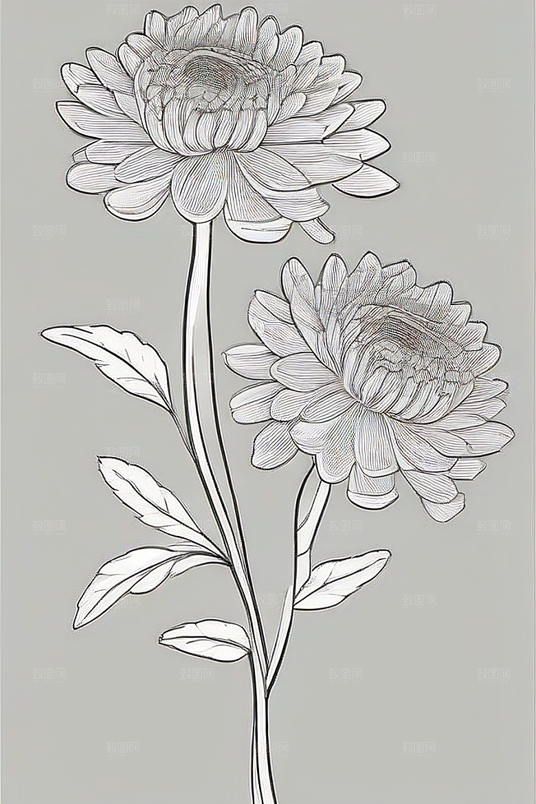 手绘植物插画纯白背景菊花