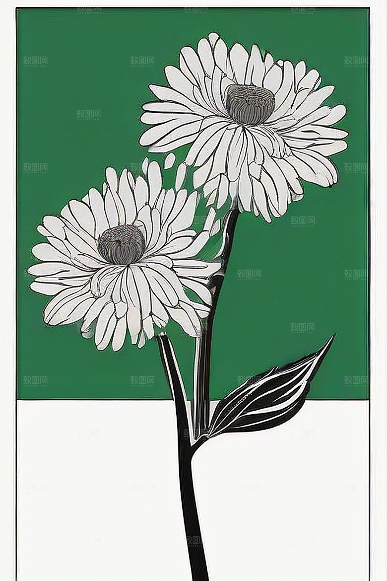 手绘植物插画纯白背景菊花