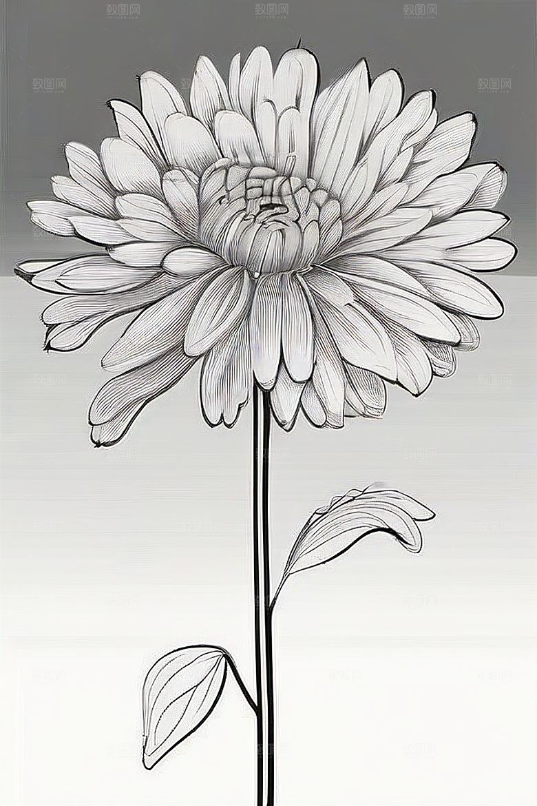简洁线条勾勒的菊花插画