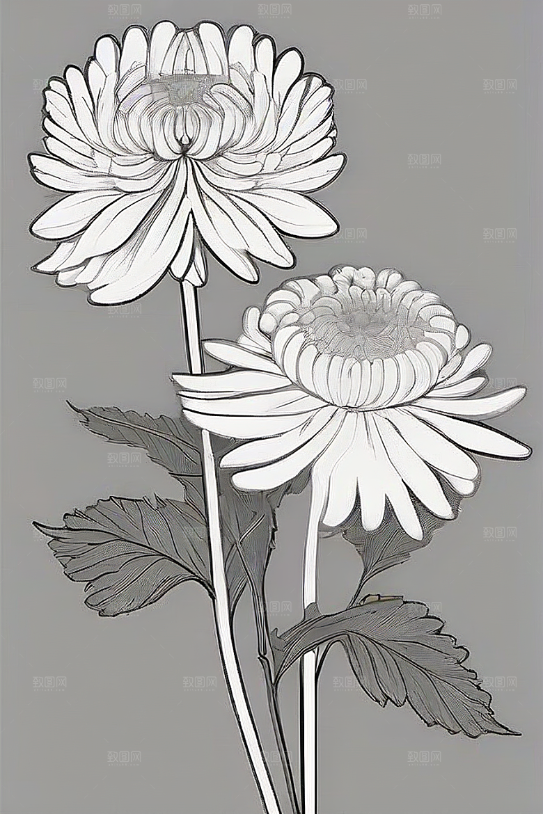 简洁线条勾勒的菊花插画