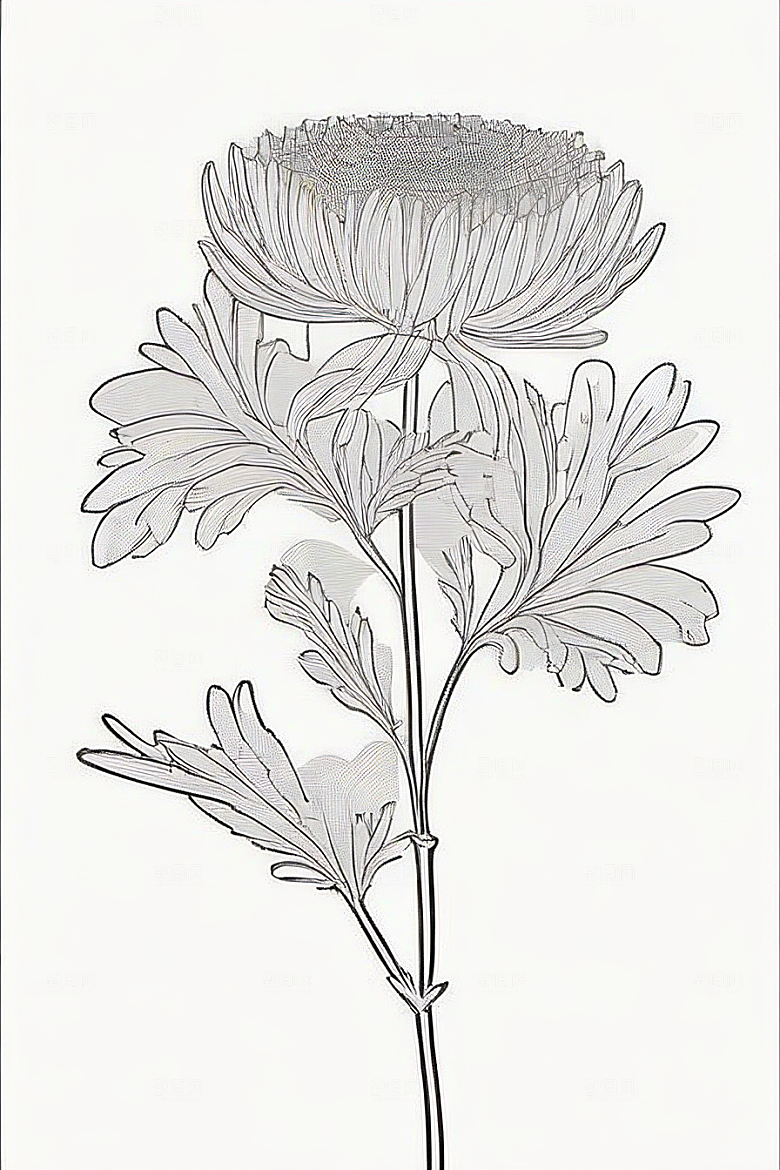 简洁线条勾勒的菊花插画