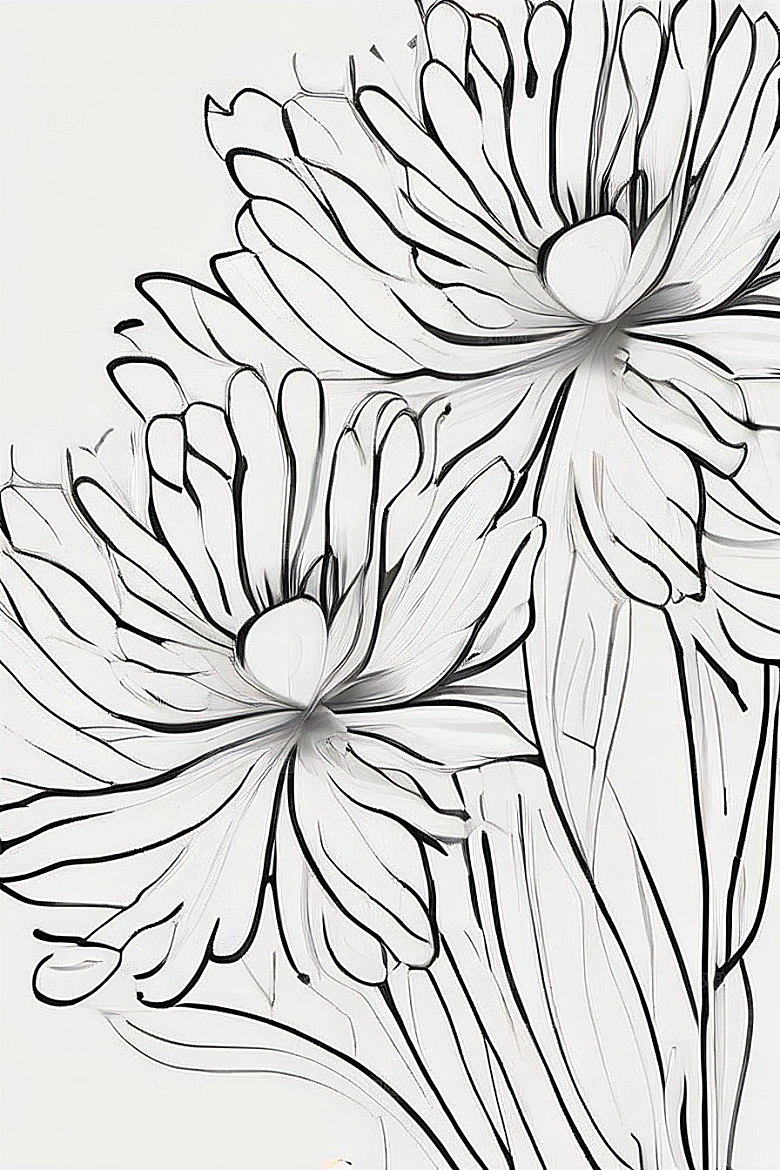 简洁线条勾勒的菊花插画