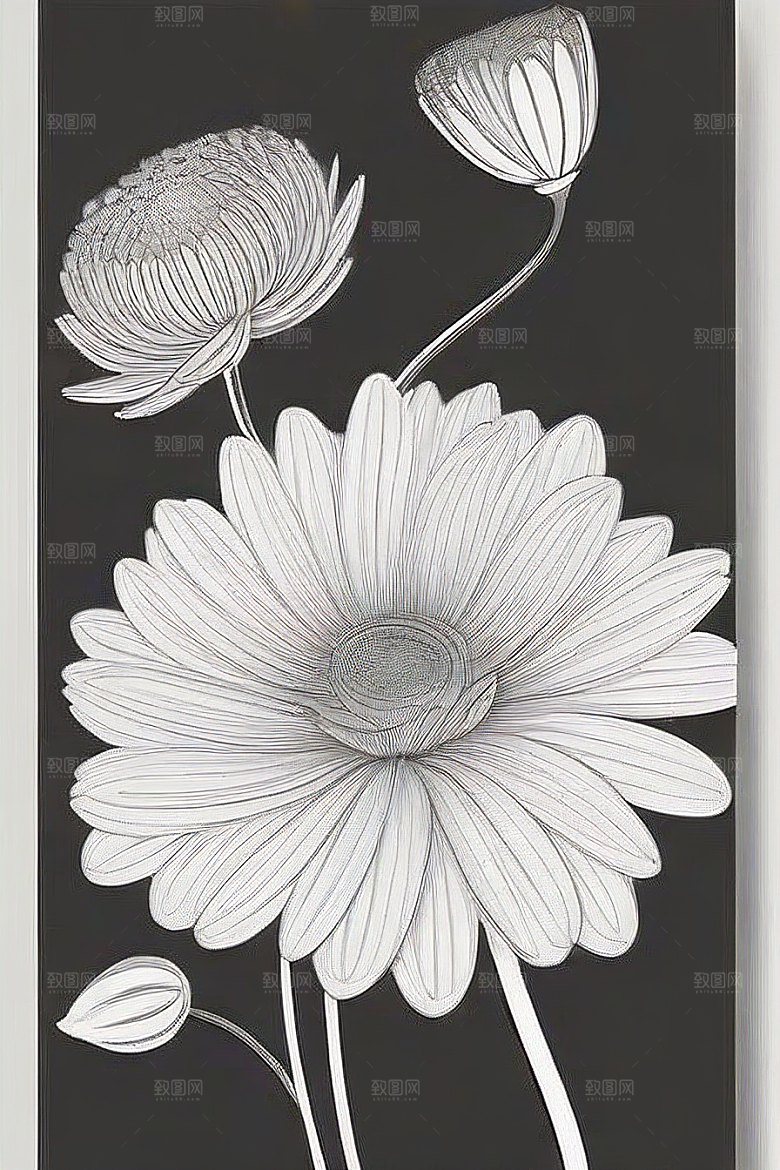 简洁线条勾勒的菊花插画