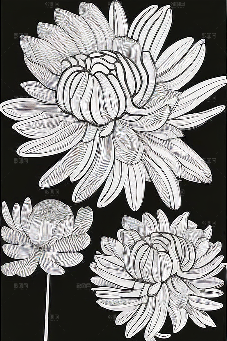 简洁线条勾勒的菊花插画