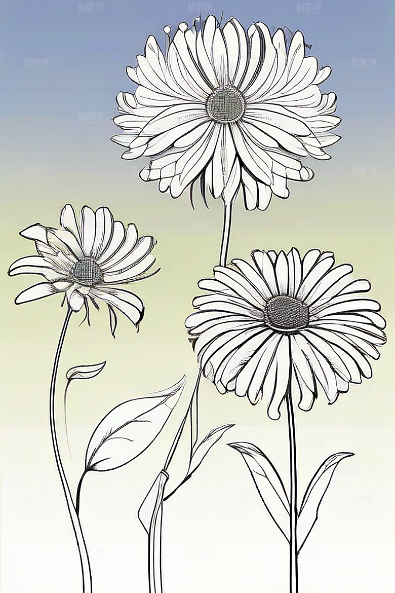 简洁线条勾勒的菊花插画
