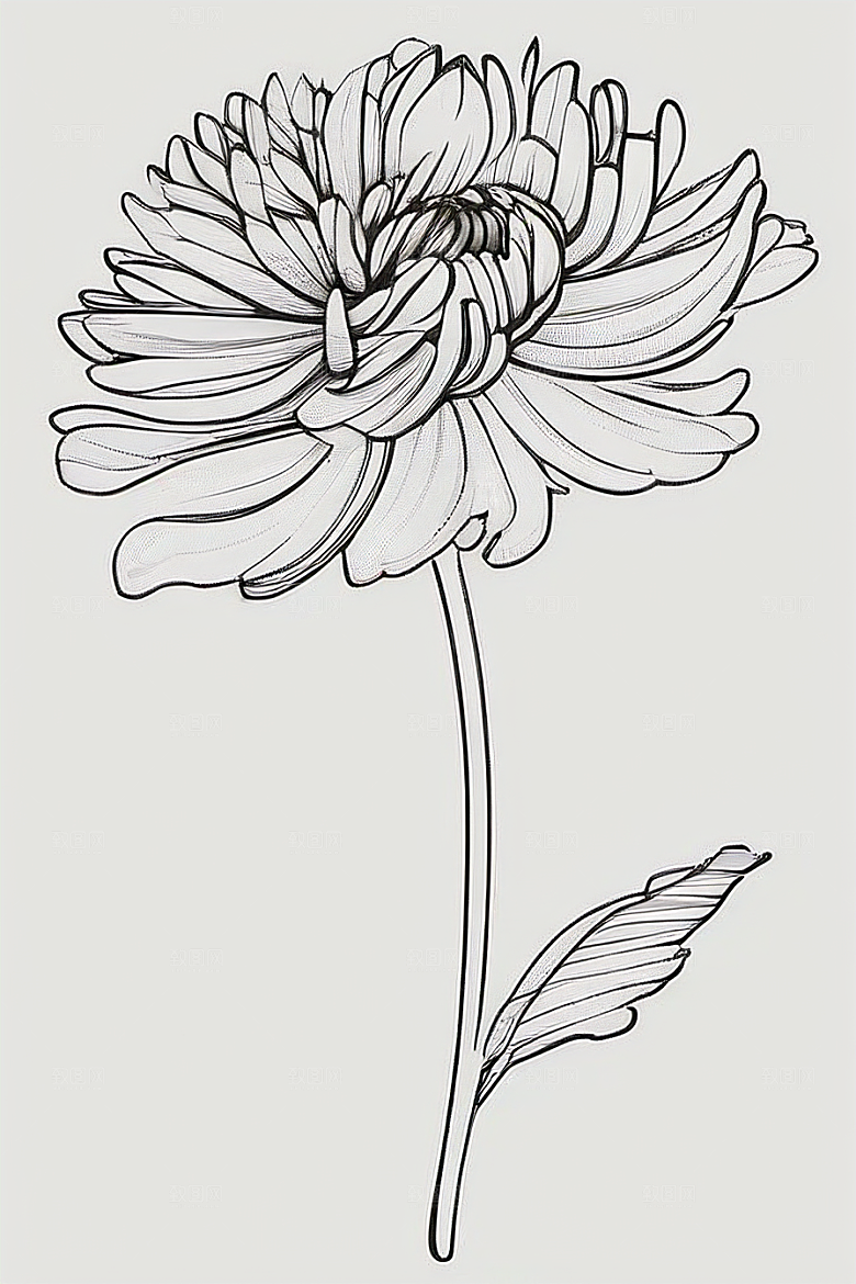 细腻优雅的菊花线描作品