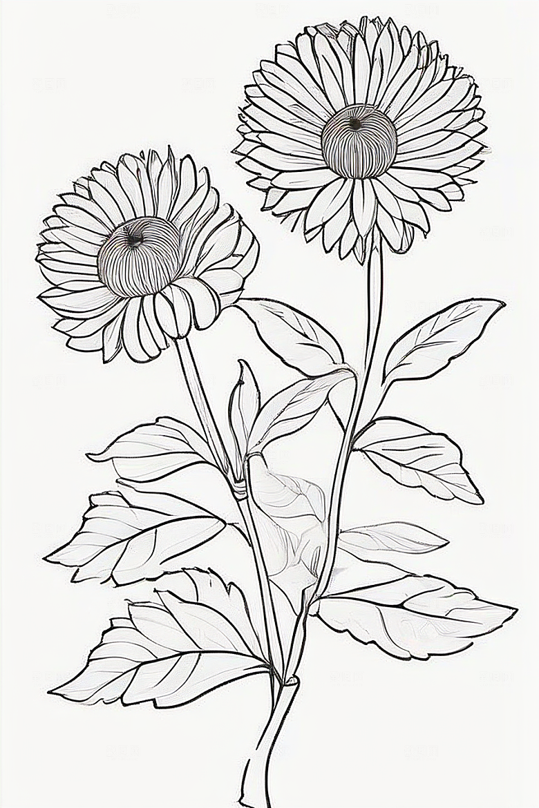 细腻优雅的菊花线描作品