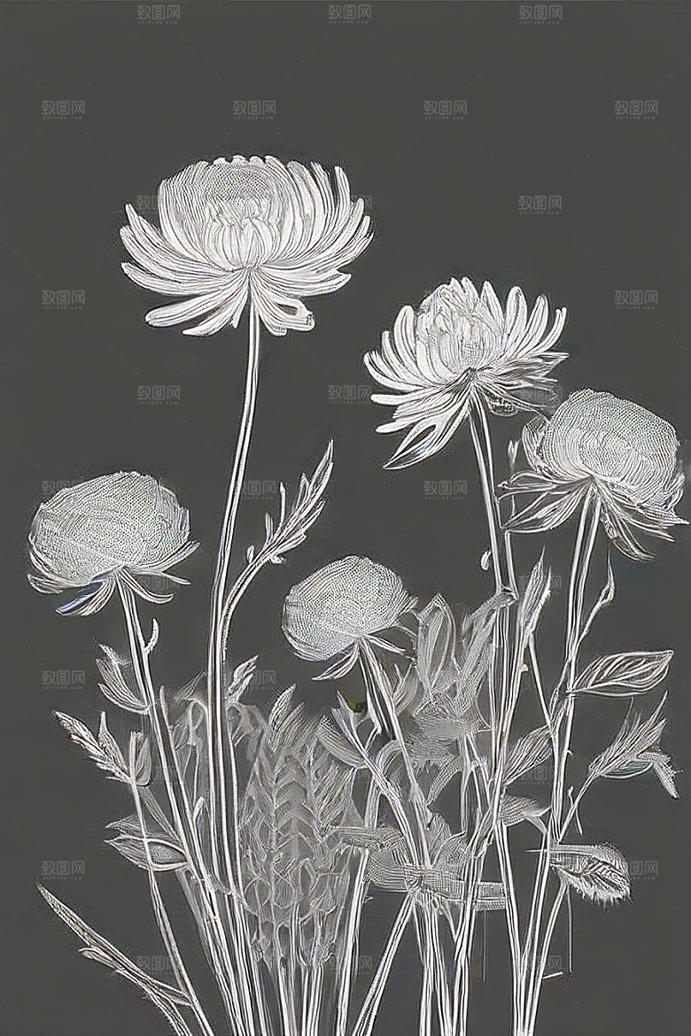 细腻优雅的菊花线描作品