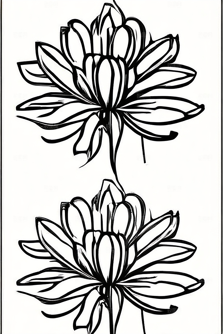 细腻优雅的菊花线描作品