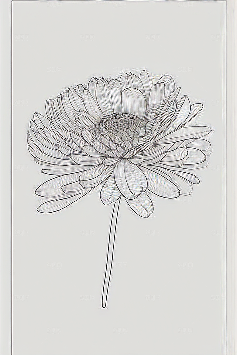 细腻优雅的菊花线描作品