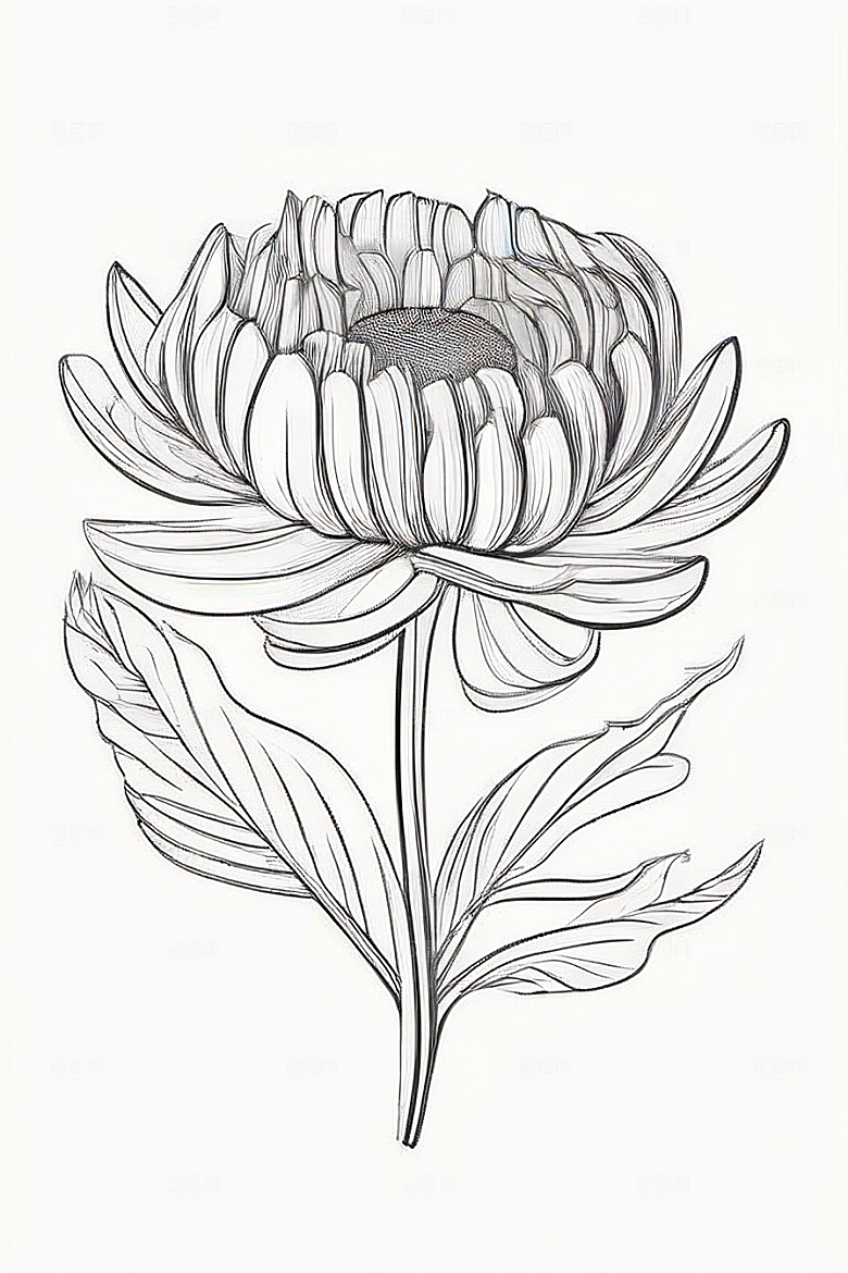 细腻优雅的菊花线描作品