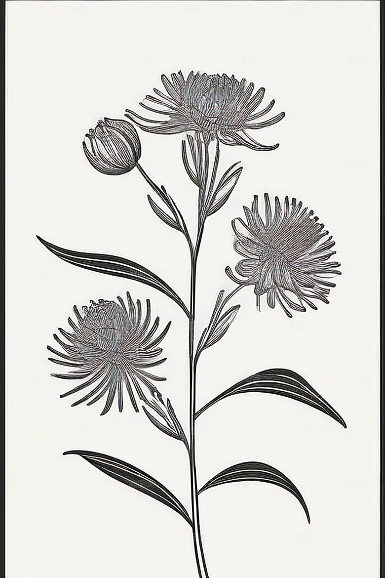 手绘线描的菊花植物插画