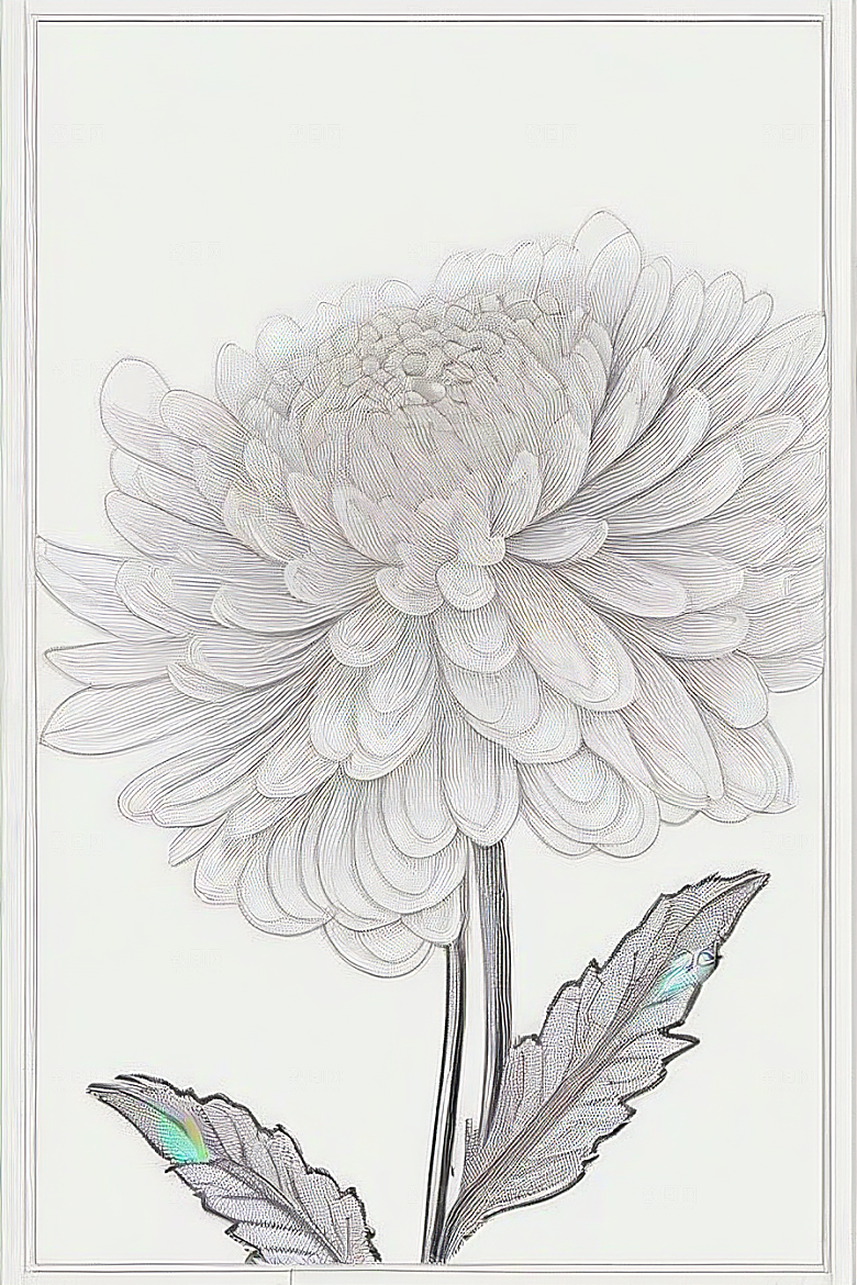 手绘线描的菊花植物插画
