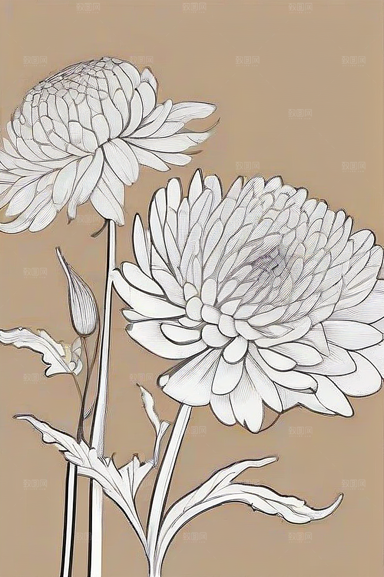 手绘线描的菊花植物插画