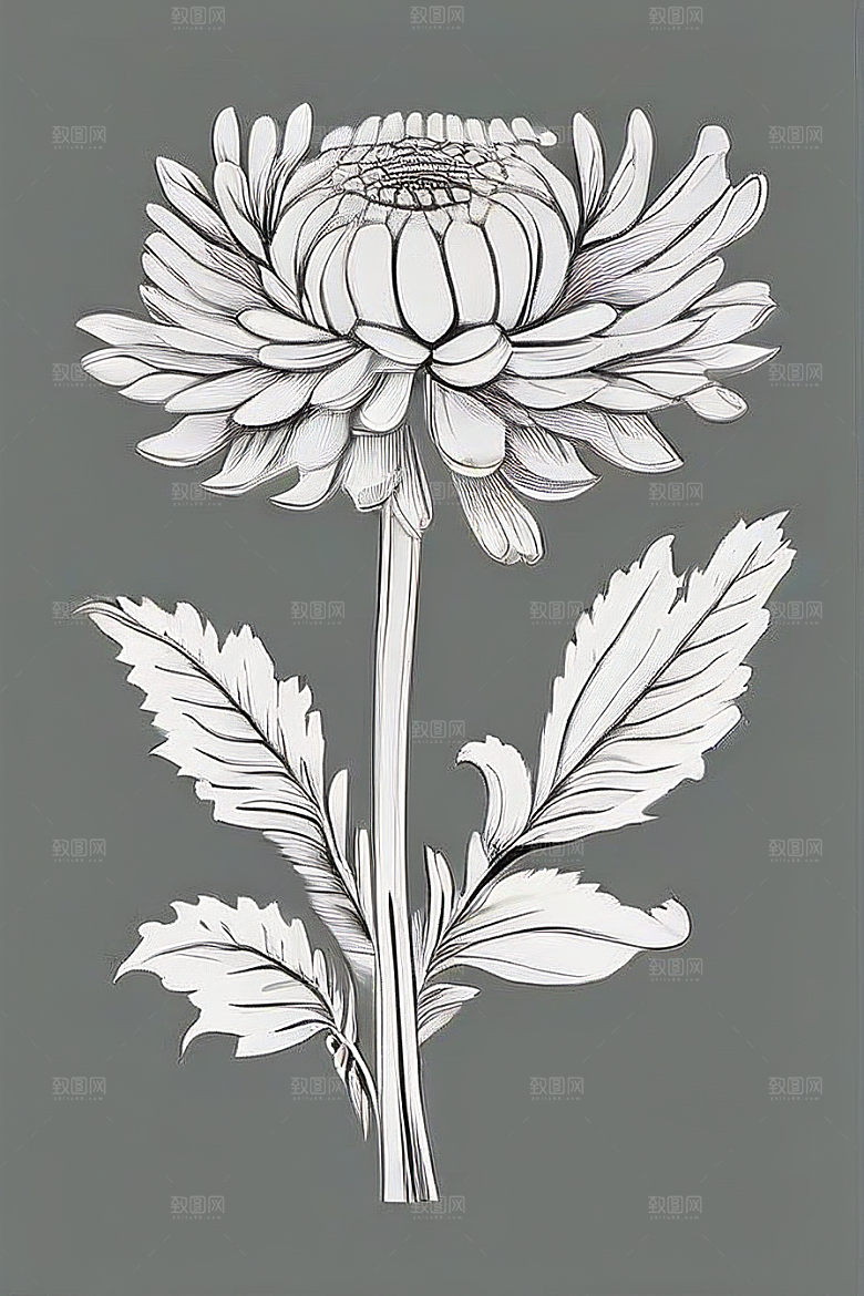 手绘线描的菊花植物插画