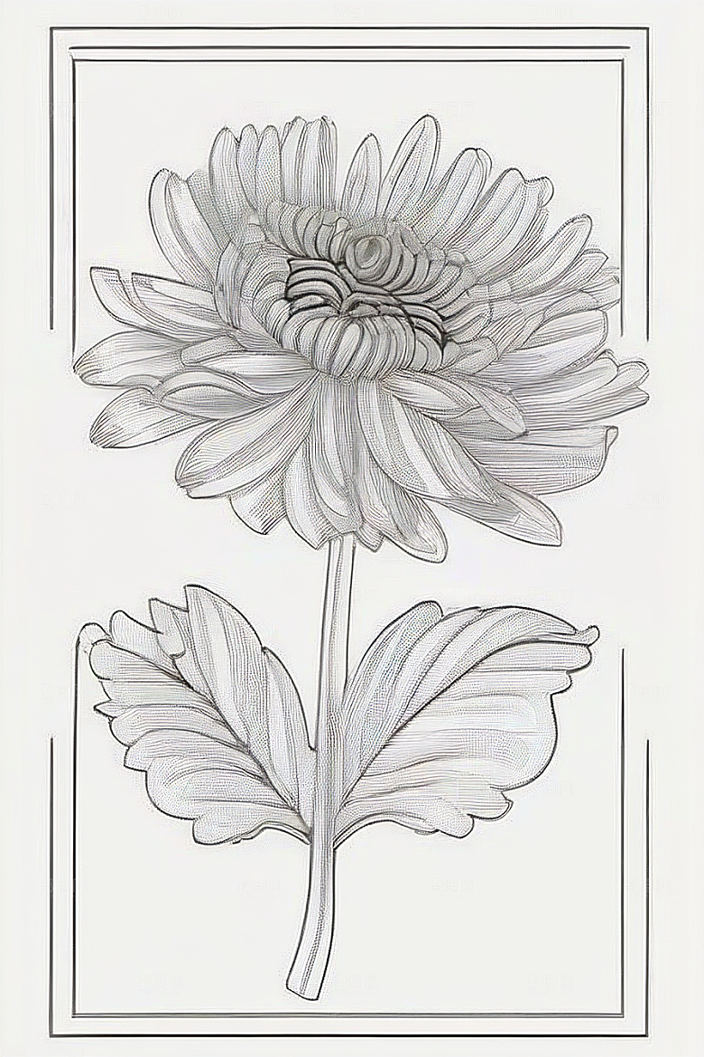 简单清晰的菊花线描作品