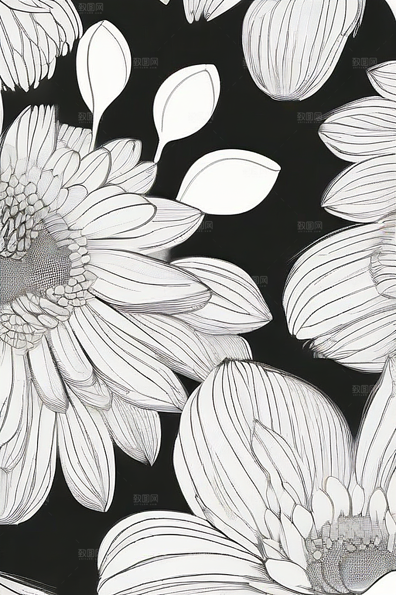 简单清晰的菊花线描作品
