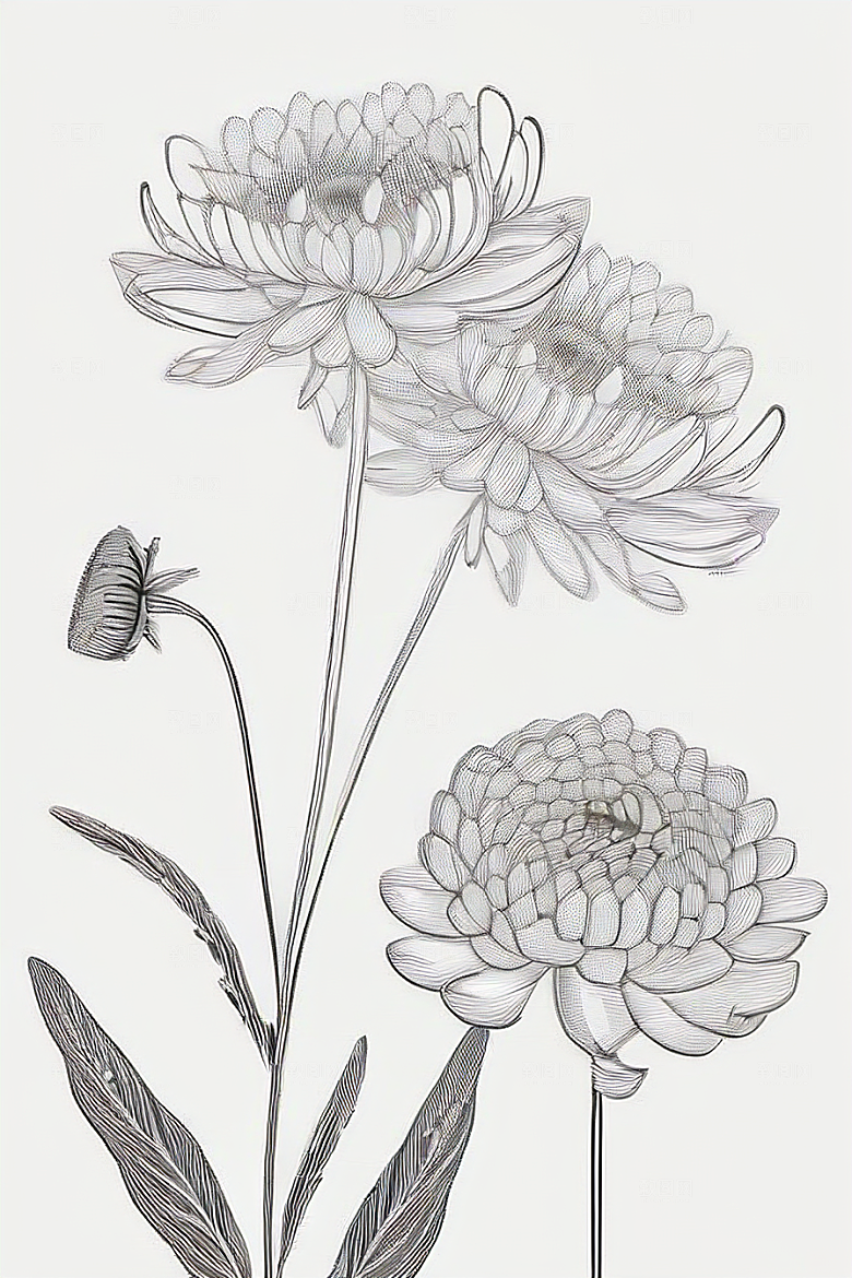 简单清晰的菊花线描作品