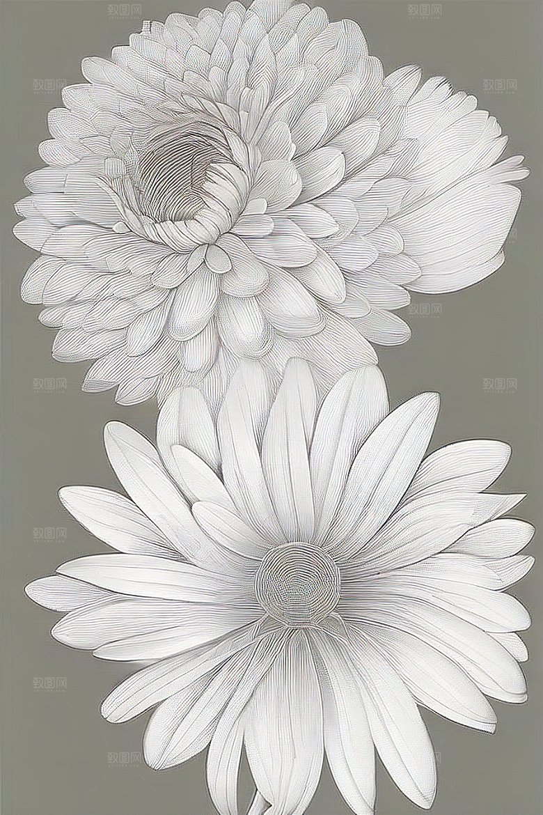 简单清晰的菊花线描作品