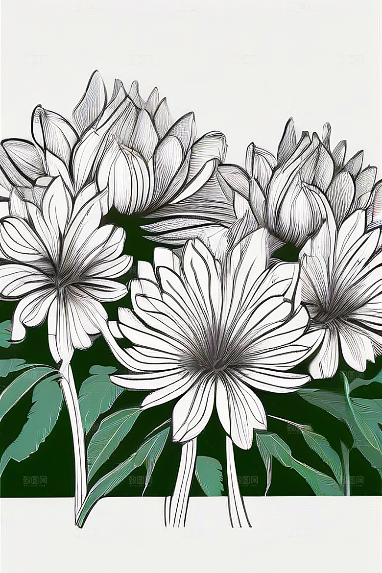 简单清晰的菊花线描作品