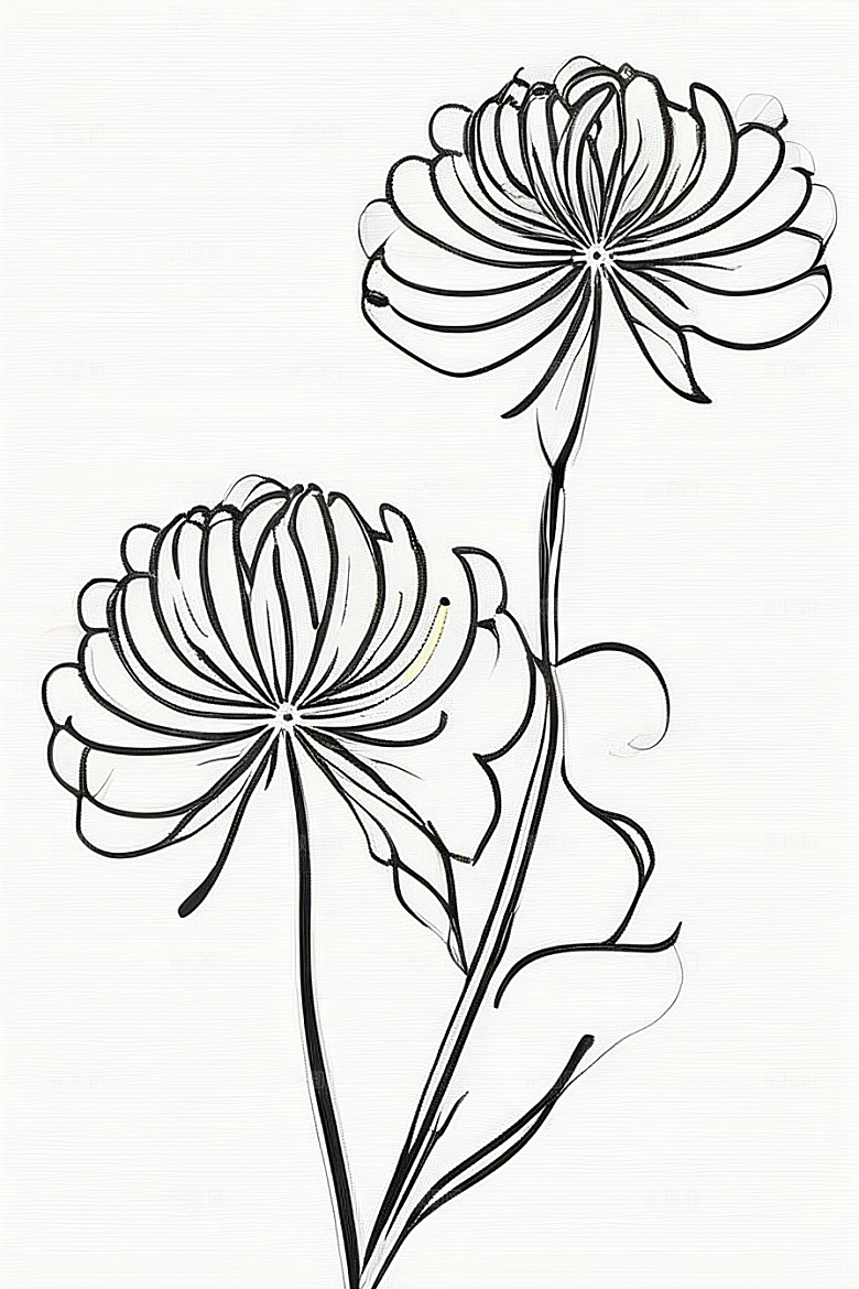 简单清晰的菊花线描作品