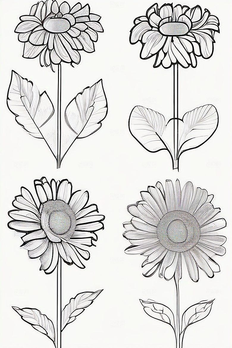 简单清晰的菊花线描作品